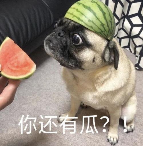 深海队吃瓜表情包,揭秘海洋探险的欢乐瞬间