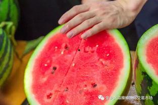 兰城学校吃瓜,揭秘校园里的“瓜田”风云