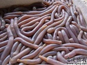 红箭吃瓜虫,揭秘红箭与瓜虫的生死对决