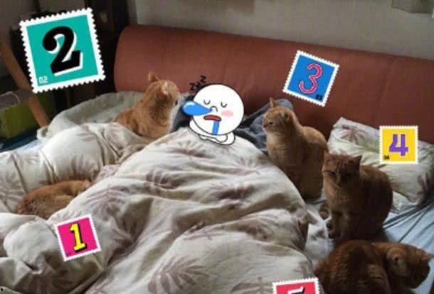 橘猫吃瓜群众,揭秘网络围观背后的趣味与思考