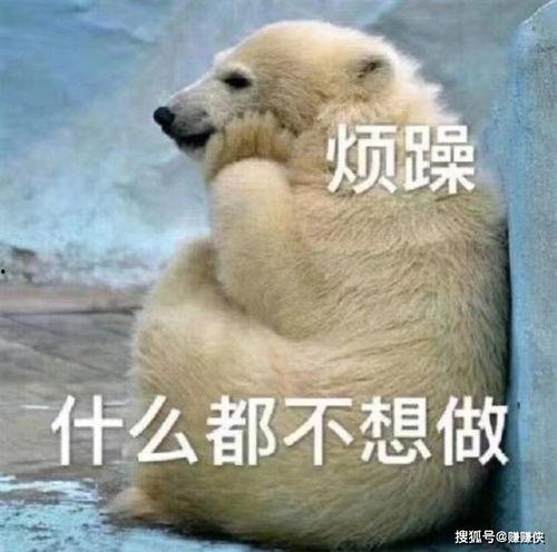 雪地吃瓜表情包图片,表情包里的冬日暖意