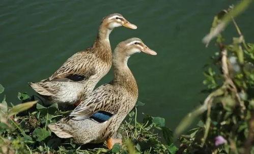 鸭瓜怎么吃不会缩小,如何享用而不缩水