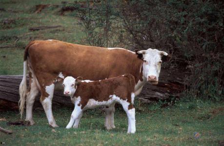 母牛吃瓜,农业新风尚与生态循环的完美结合