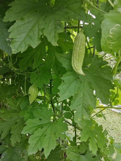 吃瓜的小花,揭秘娱乐圈幕后故事