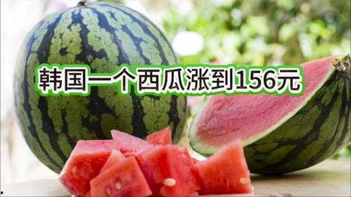 去旅行吃瓜,去旅行吃瓜之旅