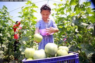 苏瓦达吃瓜,瓜界新宠，品味生活新风尚