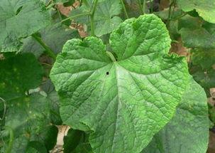 瓜叶子可以吃吗