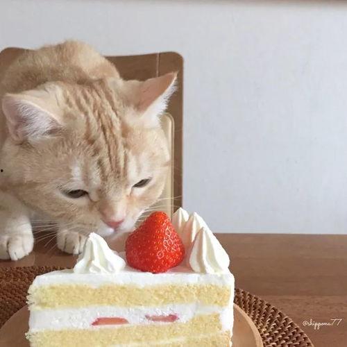 吃瓜橘猫的日常,喵星人的欢乐时光