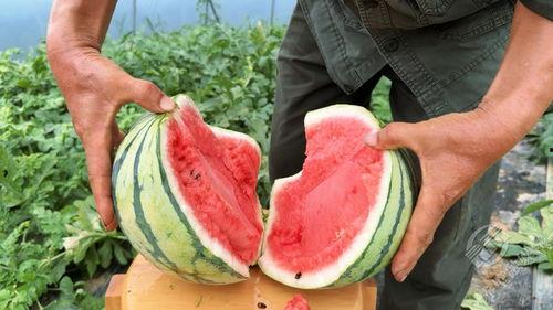 吃瓜熟了,揭秘娱乐圈背后的故事与真相