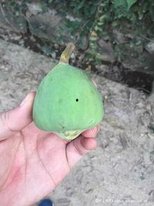 吃最野的瓜,尽享自然美味之旅