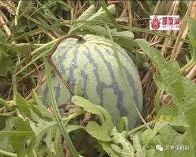 兰考新鲜吃瓜,新鲜美味尽享田园时光