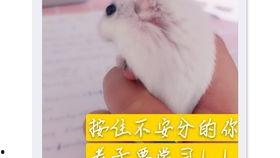 吃瓜老鼠小说,揭秘娱乐圈背后的秘密与真相