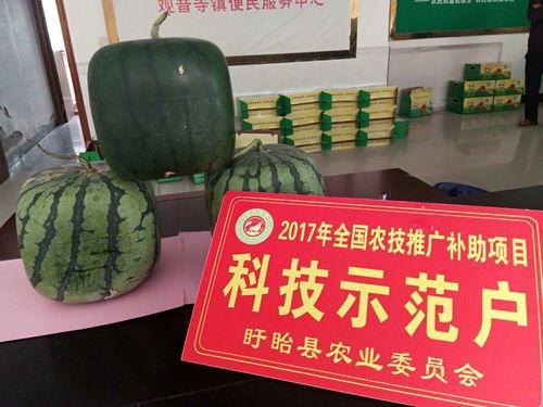 吃瓜观音,揭秘网络红人的神秘魅力