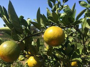 迷你橘瓜怎么吃