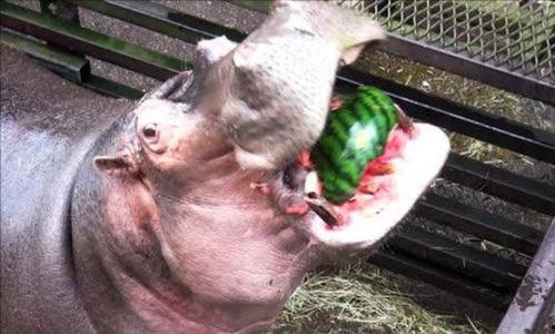 河马哥吃瓜,揭秘娱乐圈幕后真相