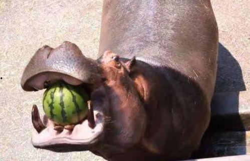 河马哥吃瓜,揭秘娱乐圈幕后真相  第2张