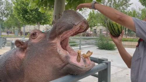 河马哥吃瓜,揭秘娱乐圈幕后真相  第3张