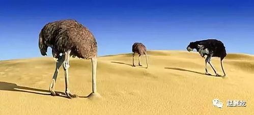 吃瓜心态鸵鸟心态,揭秘两种独特心态的趣味解读