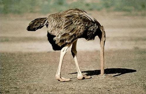 吃瓜心态鸵鸟心态,揭秘两种独特心态的趣味解读 第3张 吃瓜心态鸵鸟心态,揭秘两种独特心态的趣味解读 第3张