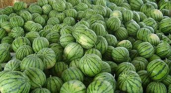 吃瓜季军,揭秘网络热议背后的故事  第2张