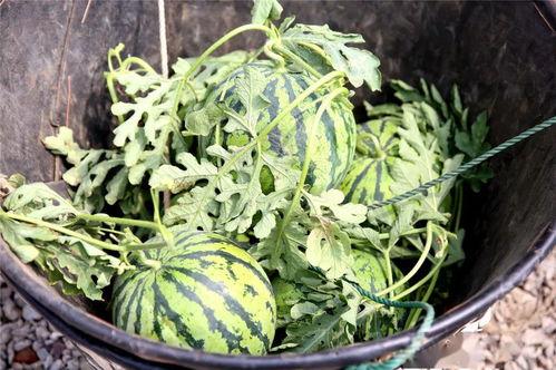 吃瓜季军,揭秘网络热议背后的故事  第3张