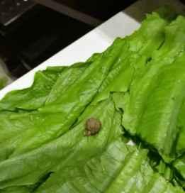 白泽科技园吃瓜,揭秘吃瓜背后的科技盛宴  第3张