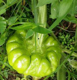 姜柄瓜可以怎么吃,创意烹饪指南