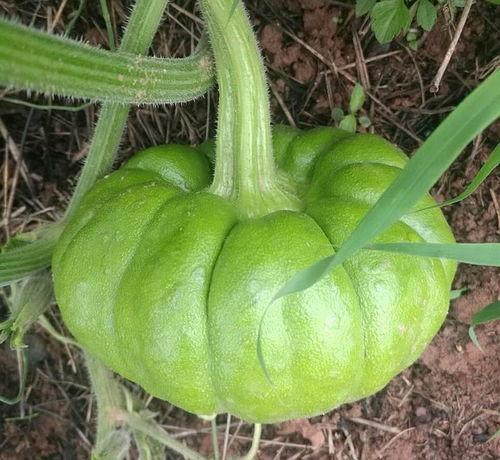 姜柄瓜可以怎么吃,创意烹饪指南  第3张