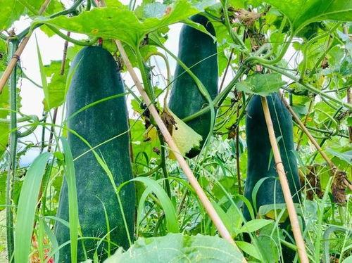 火爆吃瓜热点,火爆热点背后的惊人真相 第3张 火爆吃瓜热点,火爆热点背后的惊人真相 第3张