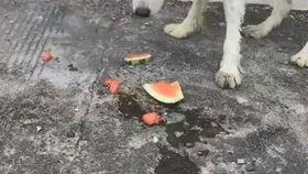 败犬吃瓜,一场关于成长与逆袭的欢乐盛宴