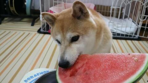 败犬吃瓜,一场关于成长与逆袭的欢乐盛宴  第3张