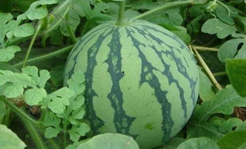 吃瓜房,网络热点的幕后故事与趣味解读  第2张