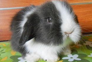 迷你兔吃瓜,迷你兔的甜蜜瓜果时光