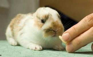 迷你兔吃瓜,迷你兔的甜蜜瓜果时光 第2张 迷你兔吃瓜,迷你兔的甜蜜瓜果时光 第2张