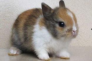 迷你兔吃瓜,迷你兔的甜蜜瓜果时光 第3张 迷你兔吃瓜,迷你兔的甜蜜瓜果时光 第3张