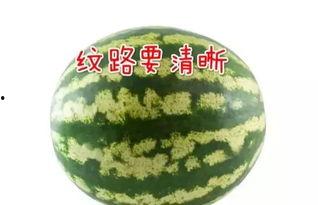 吃瓜高端话语大全,解锁高端话语大全,轻松成为社交圈焦点 第3张 吃瓜高端话语大全,解锁高端话语大全,轻松成为社交圈焦点 第3张